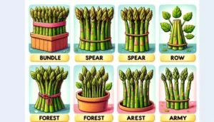 What is the Collective Noun for Asparagus?