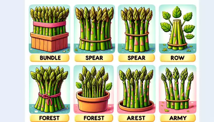 Collective Noun for Asparagus