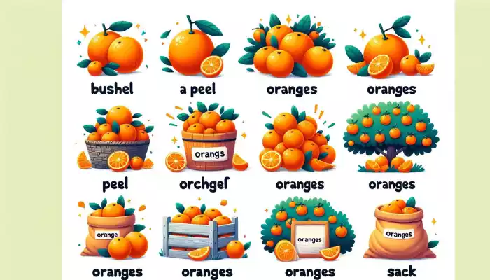 Collective Noun for Oranges