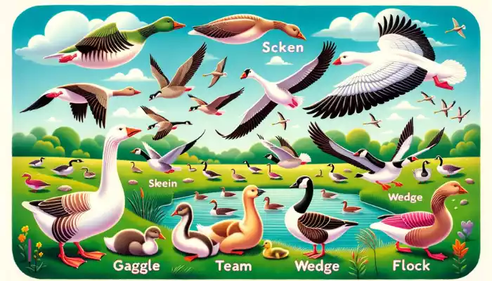 Exploring Collective Noun for Geese?