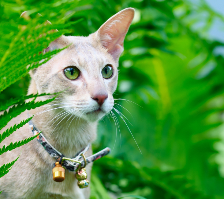 Oriental Shorthair Cat: Personality, Care, and Where to Buy a Kitten in the USA